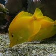 黃高鰭刺尾魚(黃三角倒吊) 黃高鰭刺尾魚(黃三角倒吊)