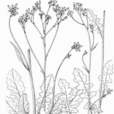長花黃鵪菜 長花黃鵪菜