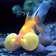 短棘燭光魚 短棘燭光魚