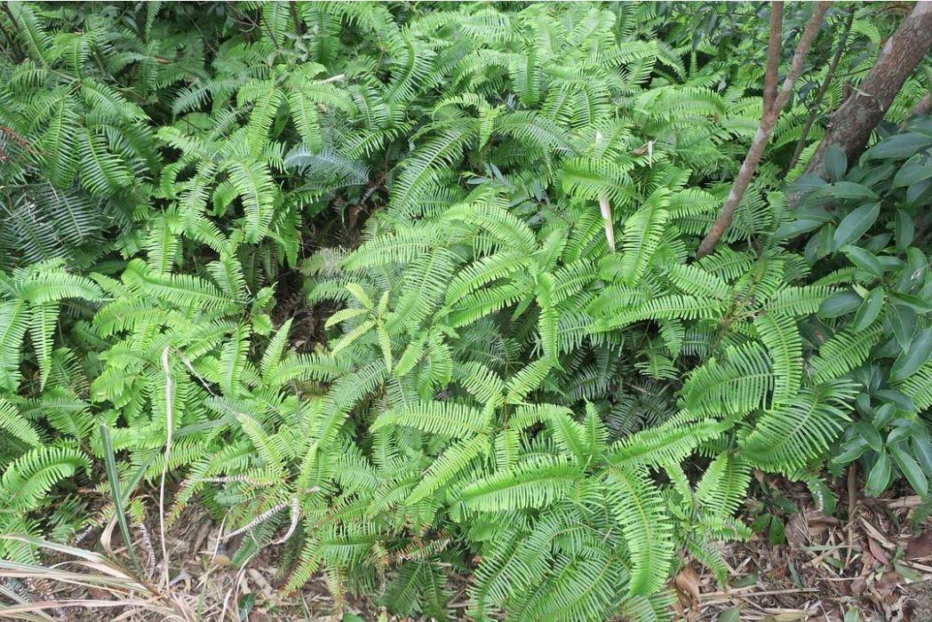 蕨狀薹草