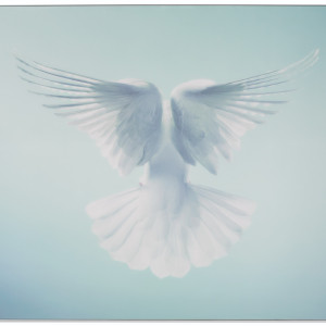 Tim Flach Tim Flach