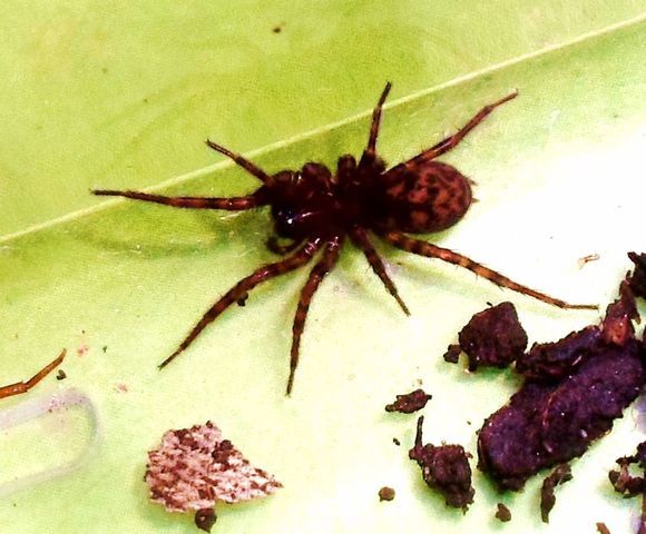 三重隙蛛 三重隙蛛