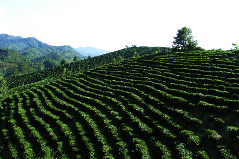 百色紅茶產地環境