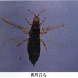 黃胸薊馬 黃胸薊馬