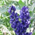 展花烏頭(毛茛科烏頭屬植物) 展花烏頭(毛茛科烏頭屬植物)