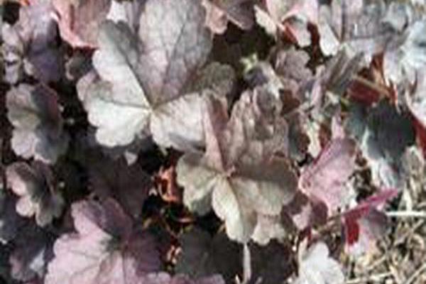 Heuchera \x27Pwheu0102\x27 DOLCE MOCHA MINT Heuchera \x27Pwheu0102\x27 DOLCE MOCHA MINT