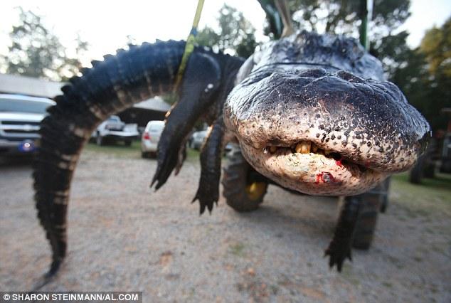 巨型短吻鱷