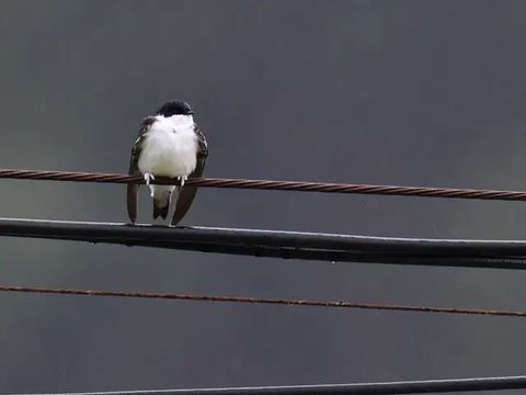 毛腳燕屬 毛腳燕屬