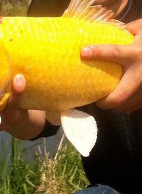 金莉莉 金莉莉