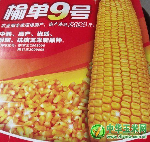 榆單9號 榆單9號