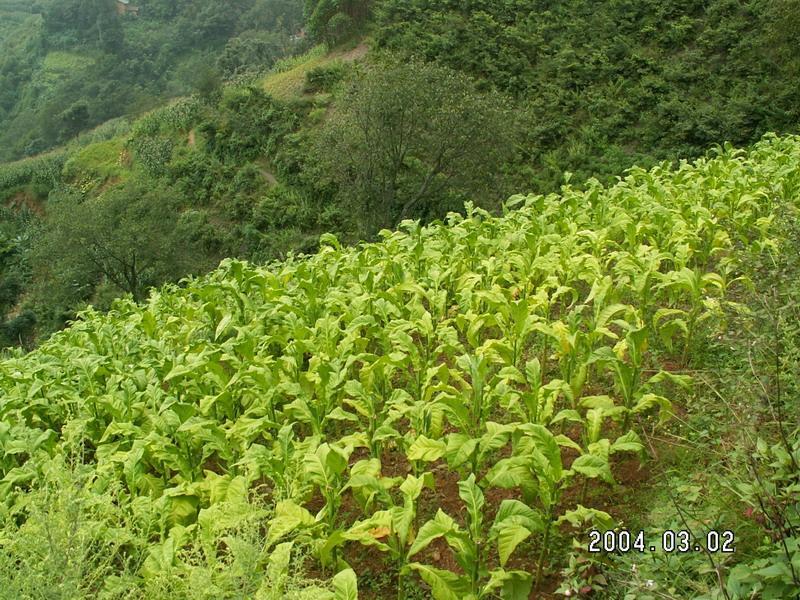 轉山田村 轉山田村