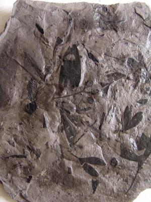中生代植物化石