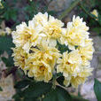 黃木香花 黃木香花