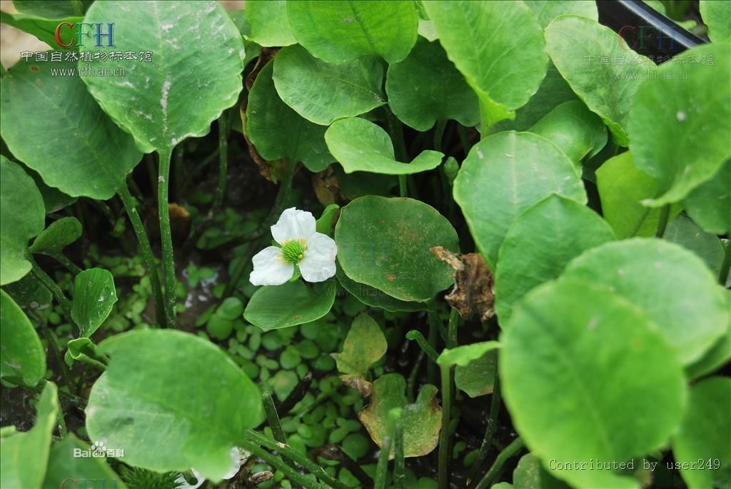 毛茛澤瀉屬 毛茛澤瀉屬