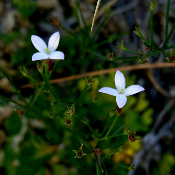 Houstonia palmeri