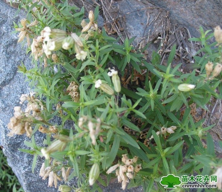 變黑蠅子草 變黑蠅子草