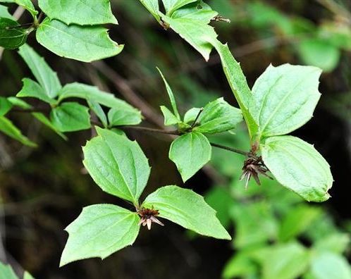 腺葉帚菊(慧香) 腺葉帚菊(慧香)