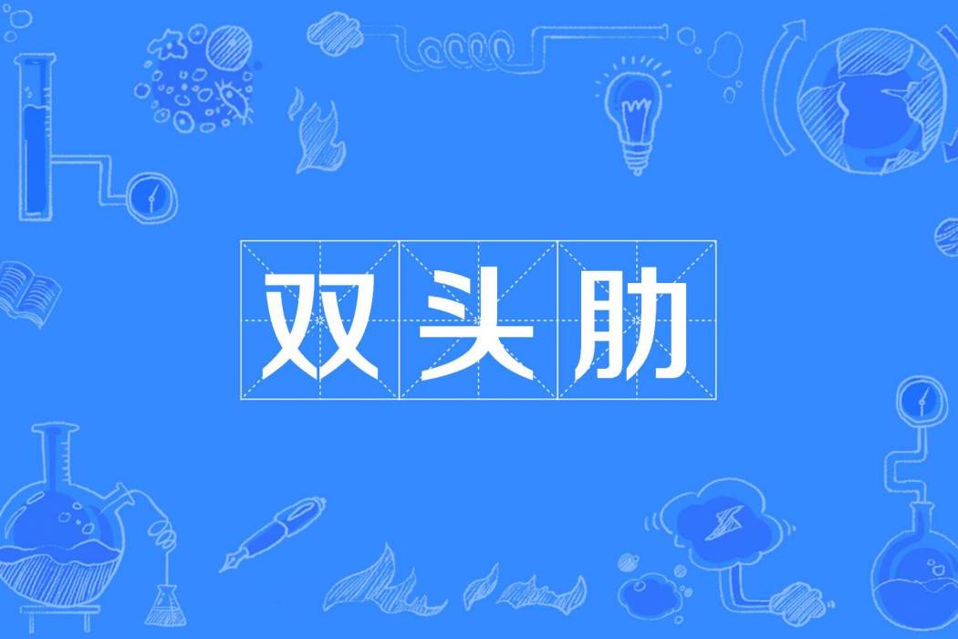 雙頭肋 雙頭肋