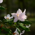 杜鵑花屬(Rhododendron)