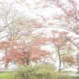 紅窗月 紅窗月