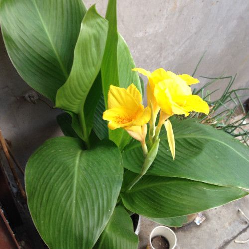 芭蕉目 芭蕉目