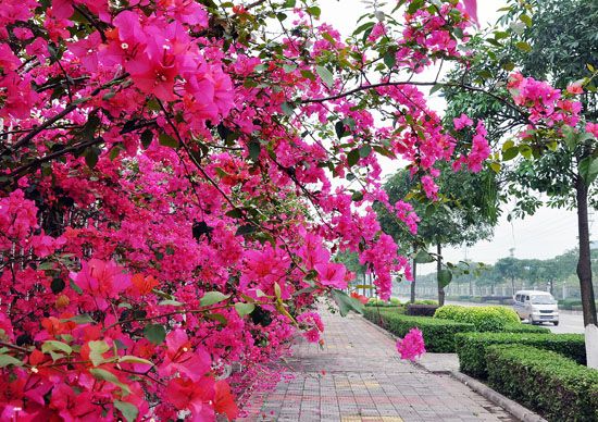 春滿園(植物) 春滿園(植物)