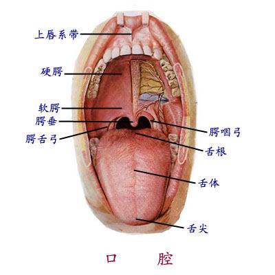口腔解剖