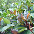 火茶 火茶