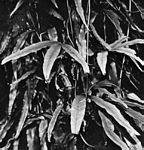 海金沙屬(Lygodium)植物