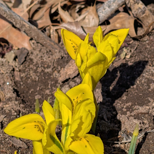 Iris danfordiae