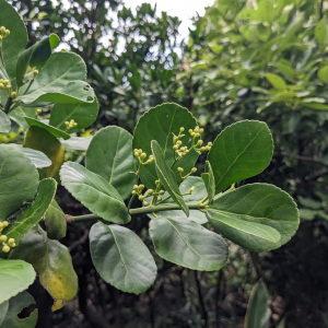 Euonymus japonicus Euonymus japonicus