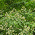 南嶺黃檀(中藥) 南嶺黃檀(中藥)