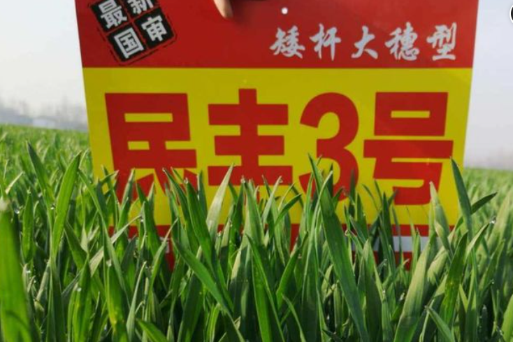 民豐3號 民豐3號