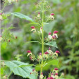 峨眉冠唇花 峨眉冠唇花