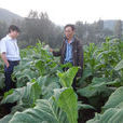 麻洞川鄉 麻洞川鄉