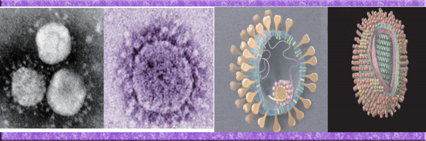 認識冠狀病毒