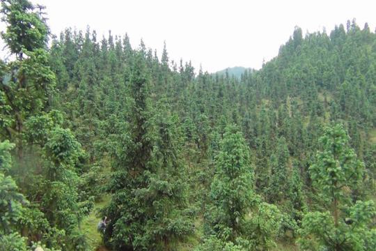 西山林場 西山林場