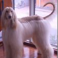 阿富汗獵犬(喀布爾犬) 阿富汗獵犬(喀布爾犬)