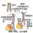 根接 根接