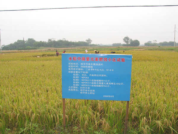 秈型雜交水稻(圖2)