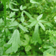 硬水黃連(水黃連（中藥）)