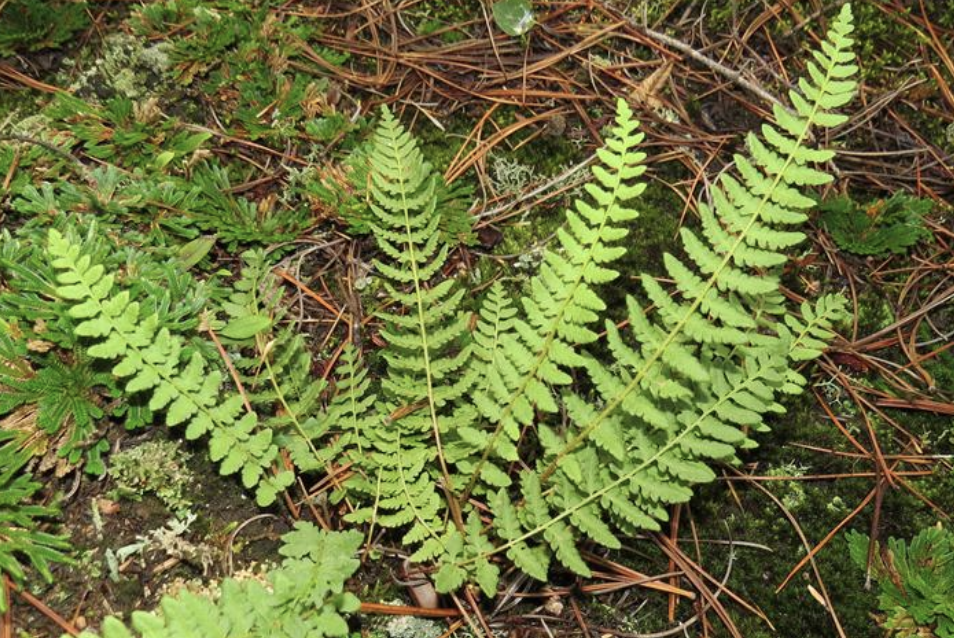 等基岩蕨(心岩蕨) 等基岩蕨(心岩蕨)