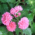 翠菊(江西臘) 翠菊(江西臘)
