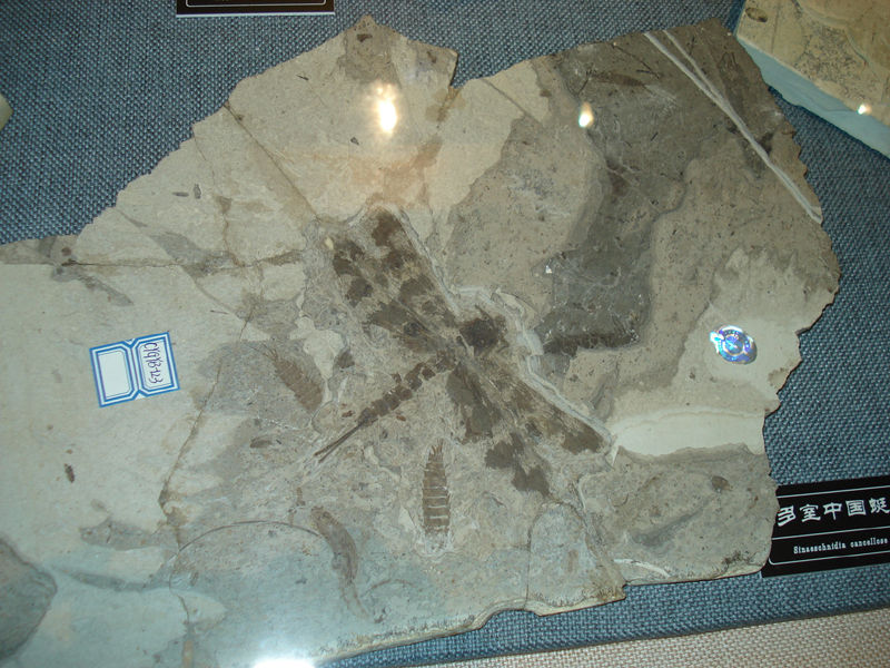 生物化石