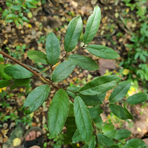 Combretum moggii