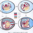 內胚層原中胚層