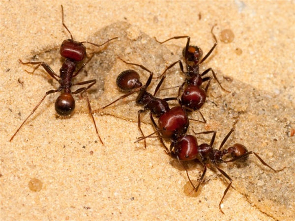 巨首收穫蟻（Messor cephalotes）的大型工蟻