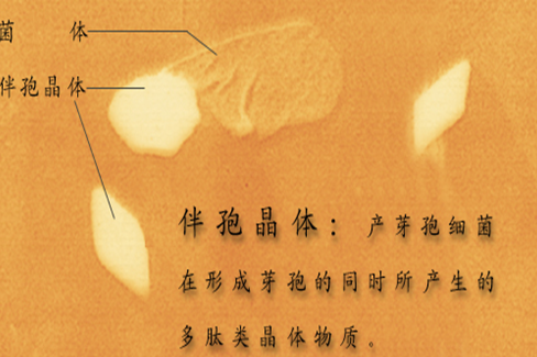 伴孢晶體 伴孢晶體