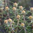 杜香(植物) 杜香(植物)