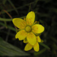 大字虎耳草 大字虎耳草